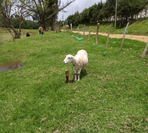 granja2